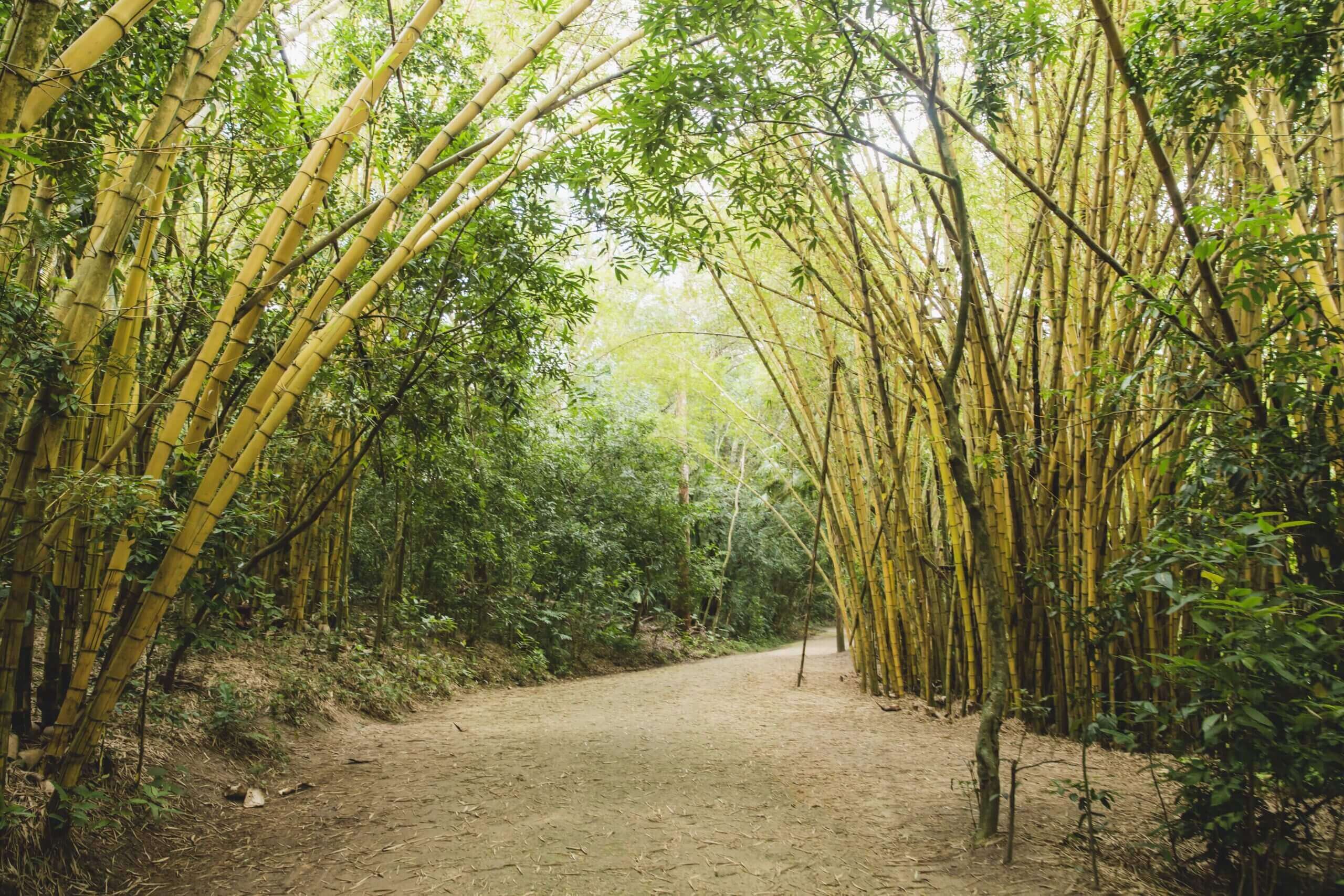 Buy Bamboo Poles Online In India -  India